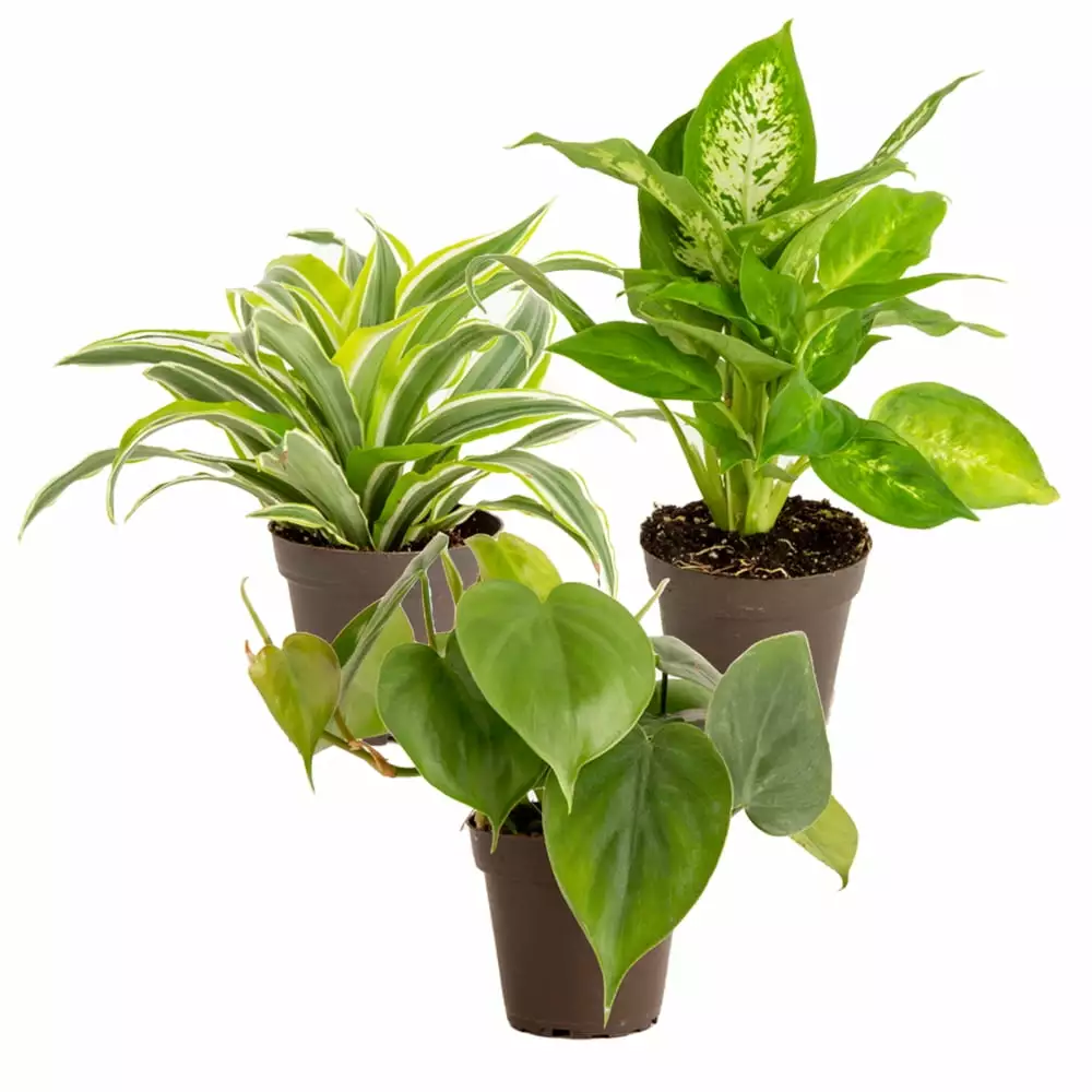 Costa Farms Live 8-inch Tall. 3-pack Exotic Angels Clean Air Collection Assorted Foliage Grower's Choice. Bright Indirect Sunlight. Indoor House or Office Plant. in 3.8-inch Nursery pot