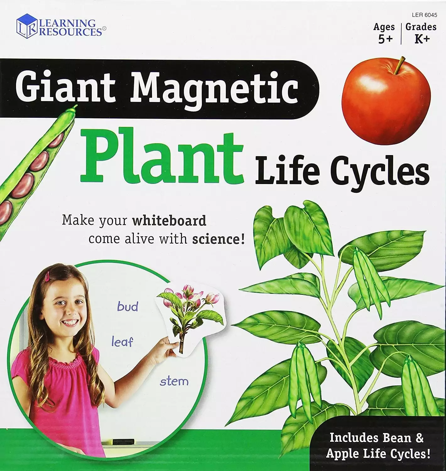 LER6045 - Giant Magnetic Plant Life Cycle Set. Set of 12 by Learning Resources